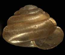 Euconulus fulvus shell side
